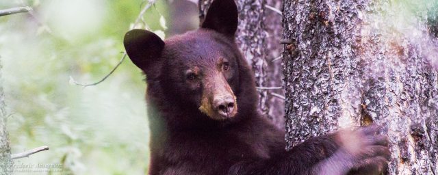 Alberta – Rocky Mountains – Wildlife