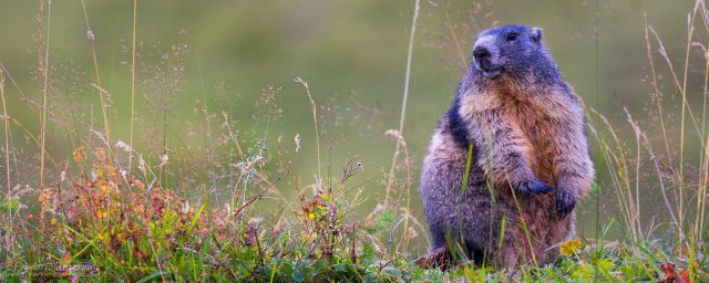 Swiss Wildlife