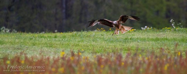 Bird Photography Advices And Photos