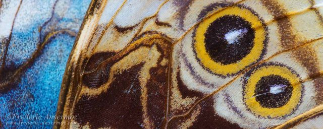 Macro Photography – Butterflies Go Free!