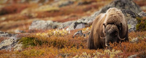 Musk Ox, Dovrefjell, Norway