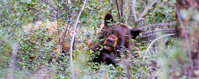 Wildlife Photography Advices