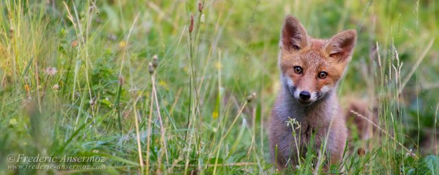 Wildlife In Switzerland – Some Animals