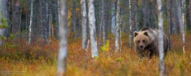 Bear Watching in Finland – Kuusamo
