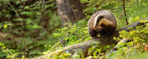 Badger in Switzerland