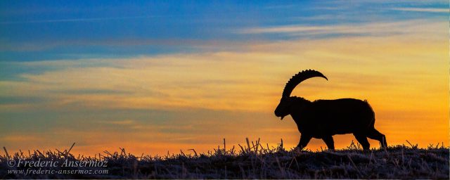 Alpine Ibex, Switzerland