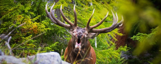 Red Deer Mating Season