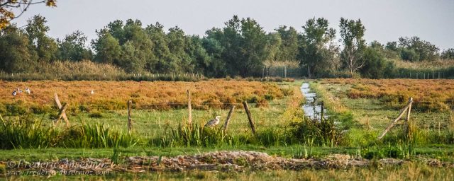 Camargue, Lattes,Perols, France