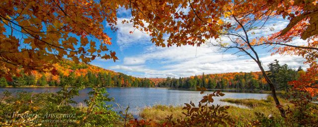 Fall Foliage – Autumn Leaves Colors