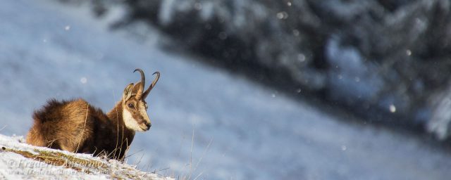 Alpine Chamois, Alps