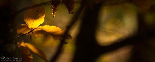 Autumn Colors – Mood