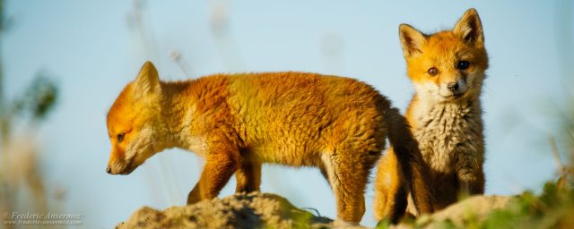 Fox Cubs Playing