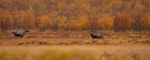 Moose and Landscapes of Norway – Autumn