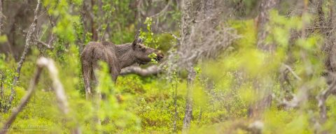 Moose and Landscapes of Norway – Spring