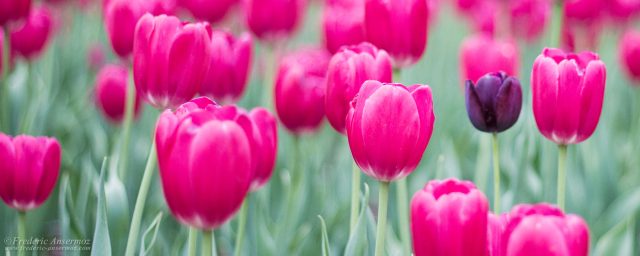 Tulip Festival Ottawa