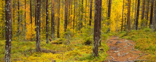 Oulanka National Park – North – Finland