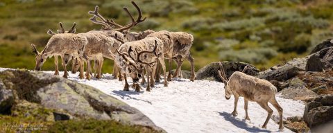 Wild Reindeer in Norway