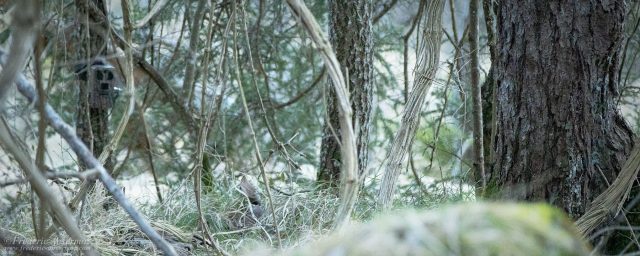 Buy a Trail Camera