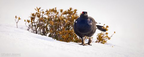 Black Grouse – Canton of Fribourg