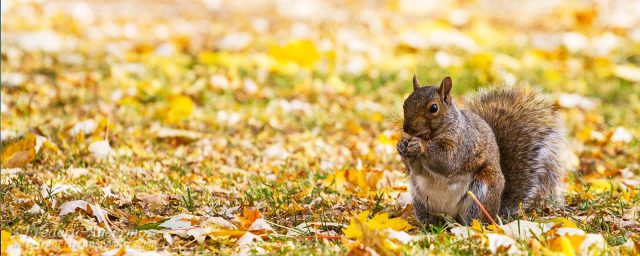 Urban Wildlife Montreal