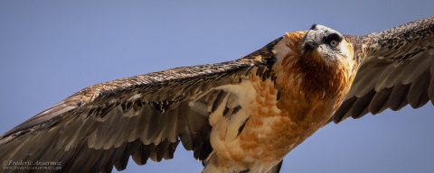 Bearded Vulture – Switzerland