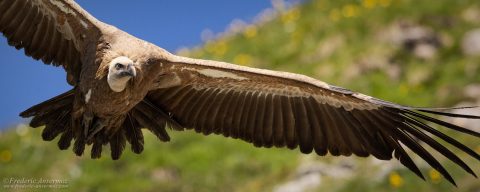 Griffon Vulture – Fribourg Region