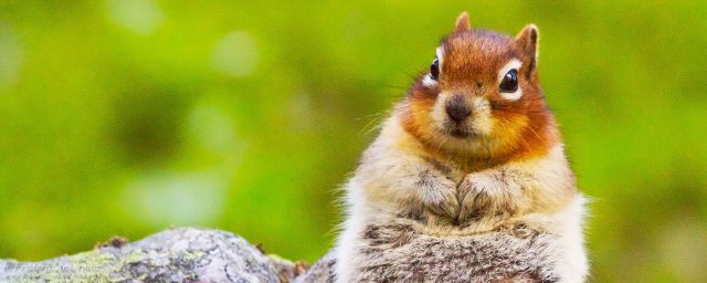 Nature & Wildlife Photography – Video