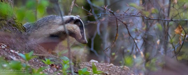 Wildlife Photography Shots – 150th Article!